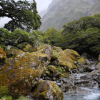 152_Neuseeland_11_Fjordland063