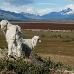 El_Calafate004