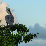 Galapagos005