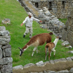 Machu-Picchu028