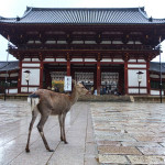 Nara004